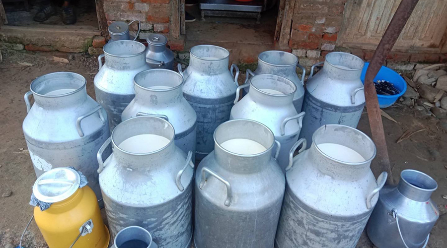 काभ्रेका किसानले पाएनन् पाँच महिनादेखि दूधको भुक्तानी