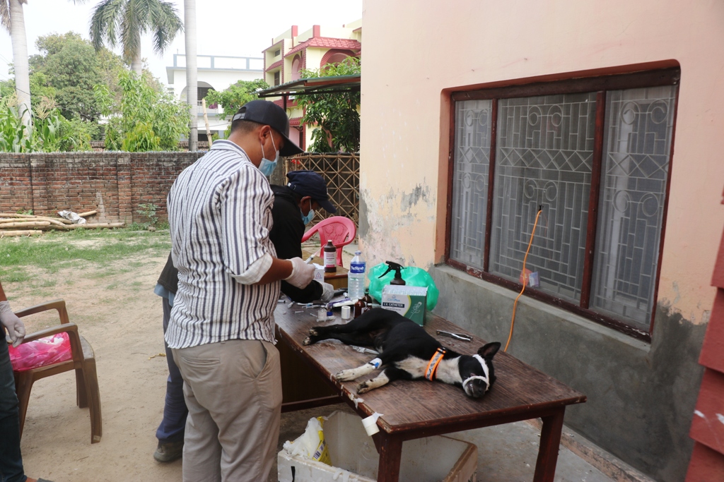 नेपालगञ्जमा सामुदायिक कुकुरको बन्ध्याकरण शिबिर